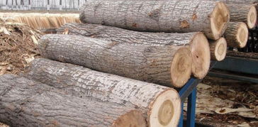 楊木原木采購指南 價格行情、廠家資源與選購要點